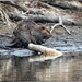 Bucky Beaver by bluemoon