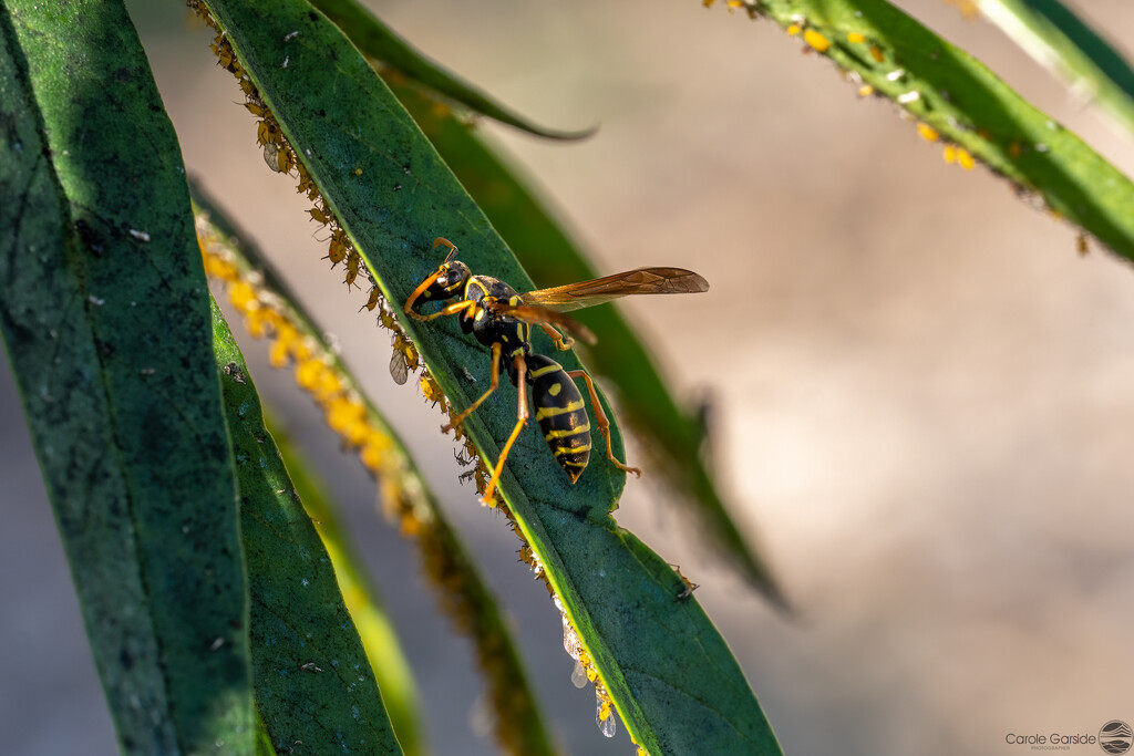 Wasp and aphids by yorkshirekiwi