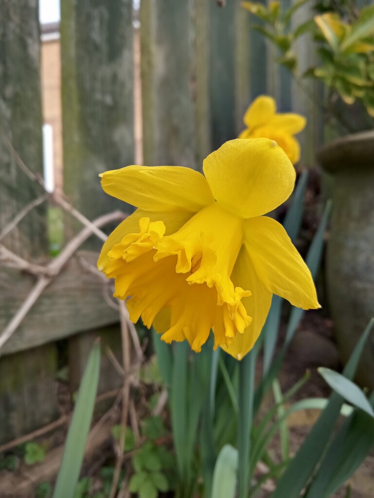 'Just a daffodil ' by 365projectorgjoworboys