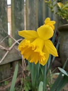 1st Mar 2023 - 'Just a daffodil '