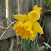 'Just a daffodil ' by 365projectorgjoworboys