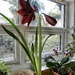 More 'alien' plant.......... by cutekitty