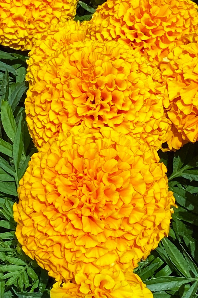 My next door neighbour’s marigolds by johnfalconer