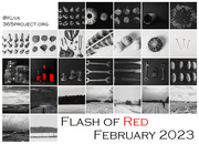 28th Feb 2023 - Flash of Red 2023