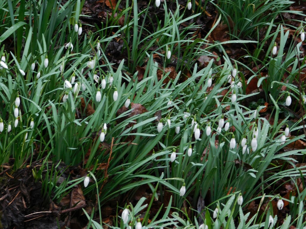 A frame-filling carpet of snowdrops by thedarkroom