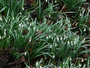 2nd Mar 2023 - A frame-filling carpet of snowdrops