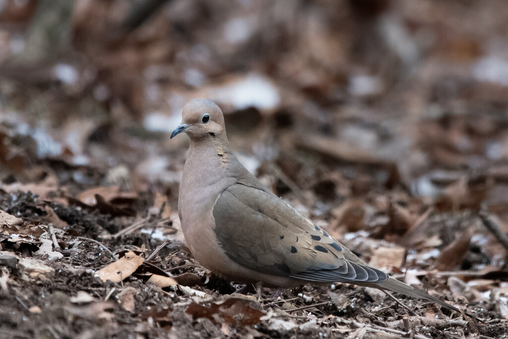 Mourning Dove  by mistyhammond