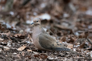 17th Feb 2023 - Mourning Dove 