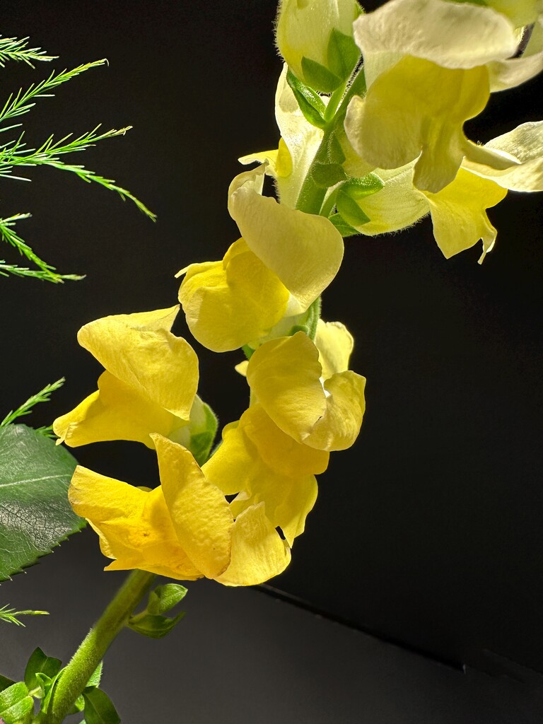 Yellow - snapdragons by shutterbug49