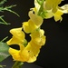 Yellow - snapdragons by shutterbug49