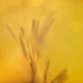 2023-03-01 tussilago abstract by mona65
