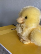 1st Mar 2023 - Yellow Chick 