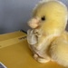 Yellow Chick  by spanishliz