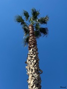 1st Mar 2023 - Palm tree