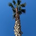 Palm tree by monicac