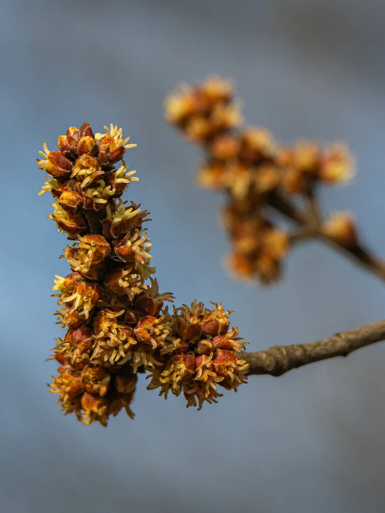 The maple  is already waking up in spring by haskar