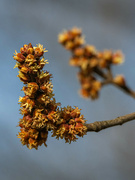 1st Mar 2023 - The maple  is already waking up in spring