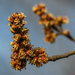 The maple  is already waking up in spring by haskar
