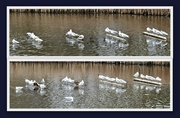 21st Feb 2023 - Black-headed Gulls Lined Up in formation