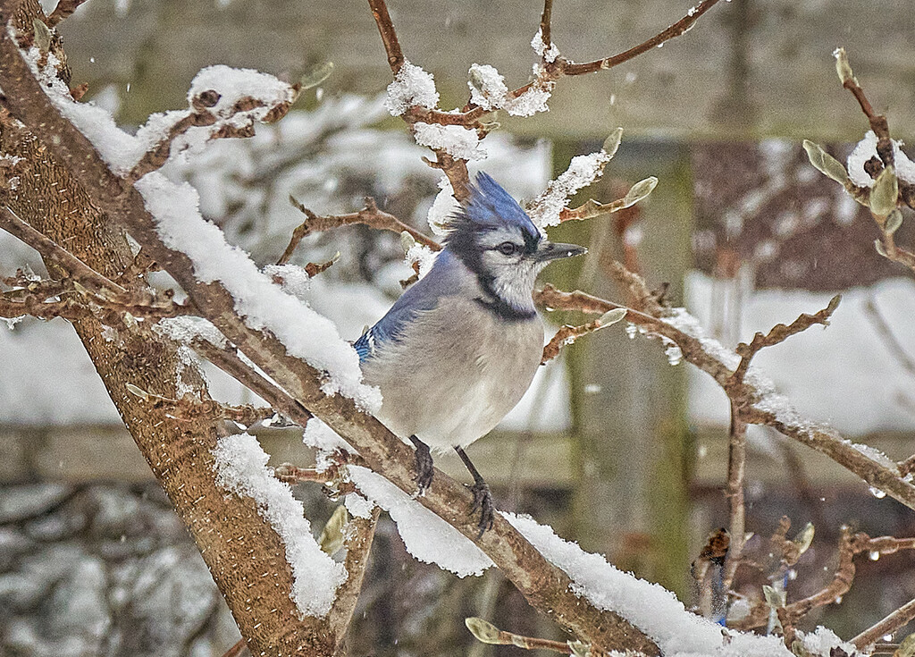 Bluejay, Snowy Branches by gardencat