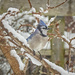 Bluejay, Snowy Branches by gardencat