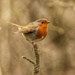 A bird on a stick…….. by billdavidson