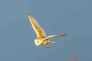1st Mar 2023 -  Barn Owl.