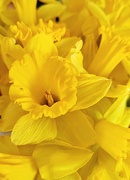 1st Mar 2023 - A muddle of daffodils 