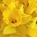 A muddle of daffodils  by boxplayer