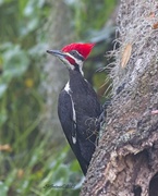 1st Mar 2023 - LHG_7001Pileated woodpecker  
