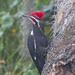 LHG_7001Pileated woodpecker   by rontu