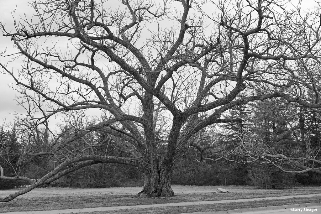 Black walnut tree B&W by larrysphotos
