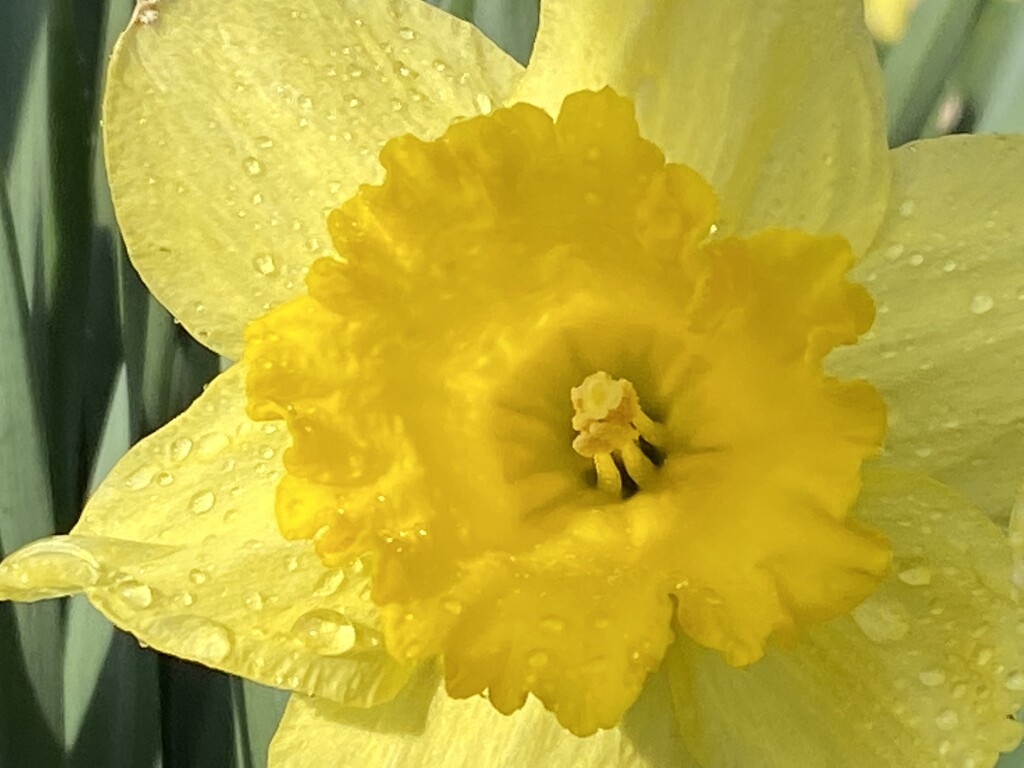 Yellow 1 - Daffodil by radiogirl