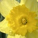 Yellow 1 - Daffodil by radiogirl