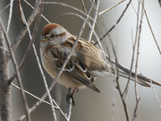 1st Mar 2023 - American tree sparrow 
