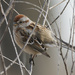 American tree sparrow  by rminer