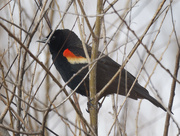 1st Mar 2023 - red-winged blackbird