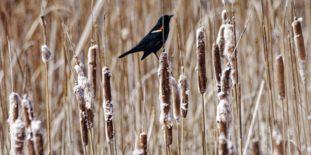 red-winged blackbird among cattails by rminer