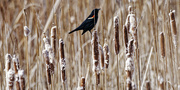 1st Mar 2023 - red-winged blackbird among cattails