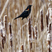 red-winged blackbird among cattails