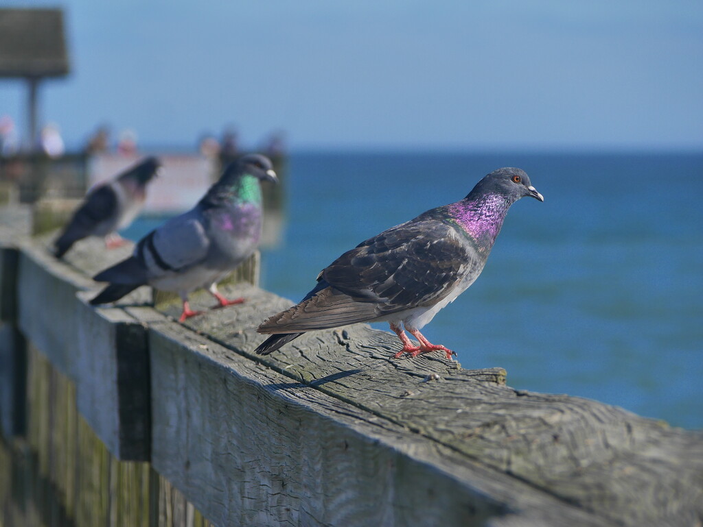 Pigeon colors by clayt