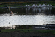 1st Mar 2023 - The Great Blue Heron