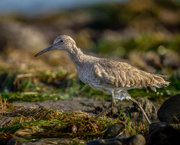 1st Mar 2023 - Willet on the go