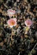 27th Feb 2023 - Pink flowers