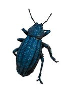 3rd Mar 2023 - Blue is for beetle
