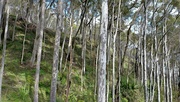 2nd Mar 2023 - Coastal woodland