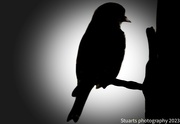 2nd Mar 2023 - Bird in silhouette 