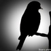 Bird in silhouette  by stuart46