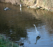 2nd Mar 2023 - The Heron, The Egret & The Ducks