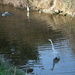 The Heron, The Egret & The Ducks by davemockford